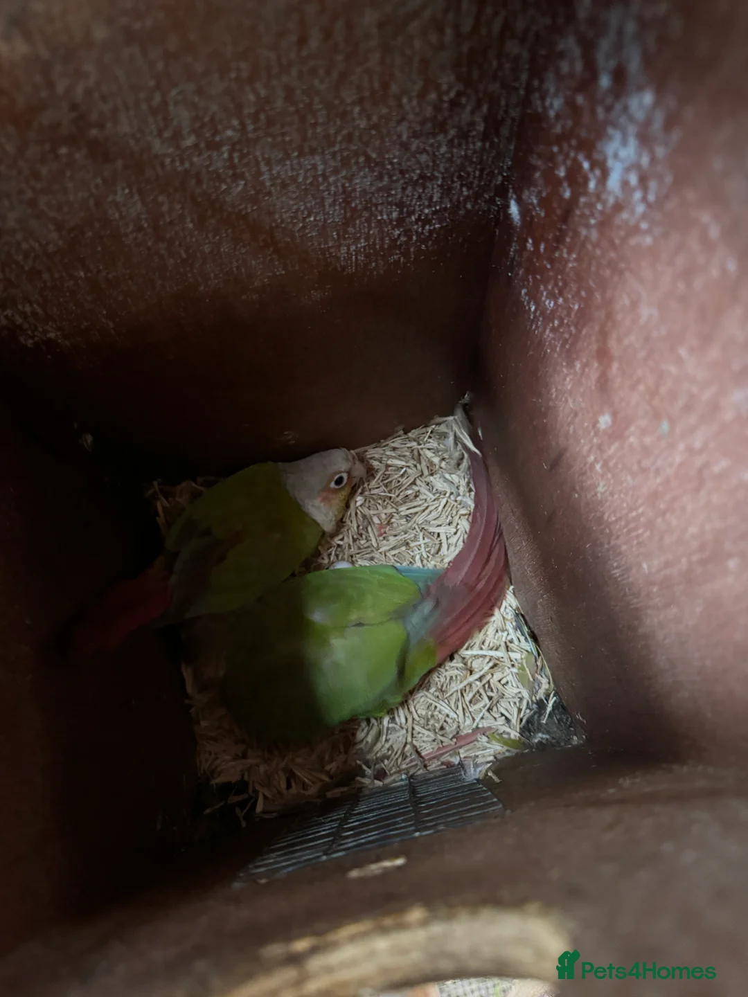 Conures birds for sale: pairs conure - Advert 1