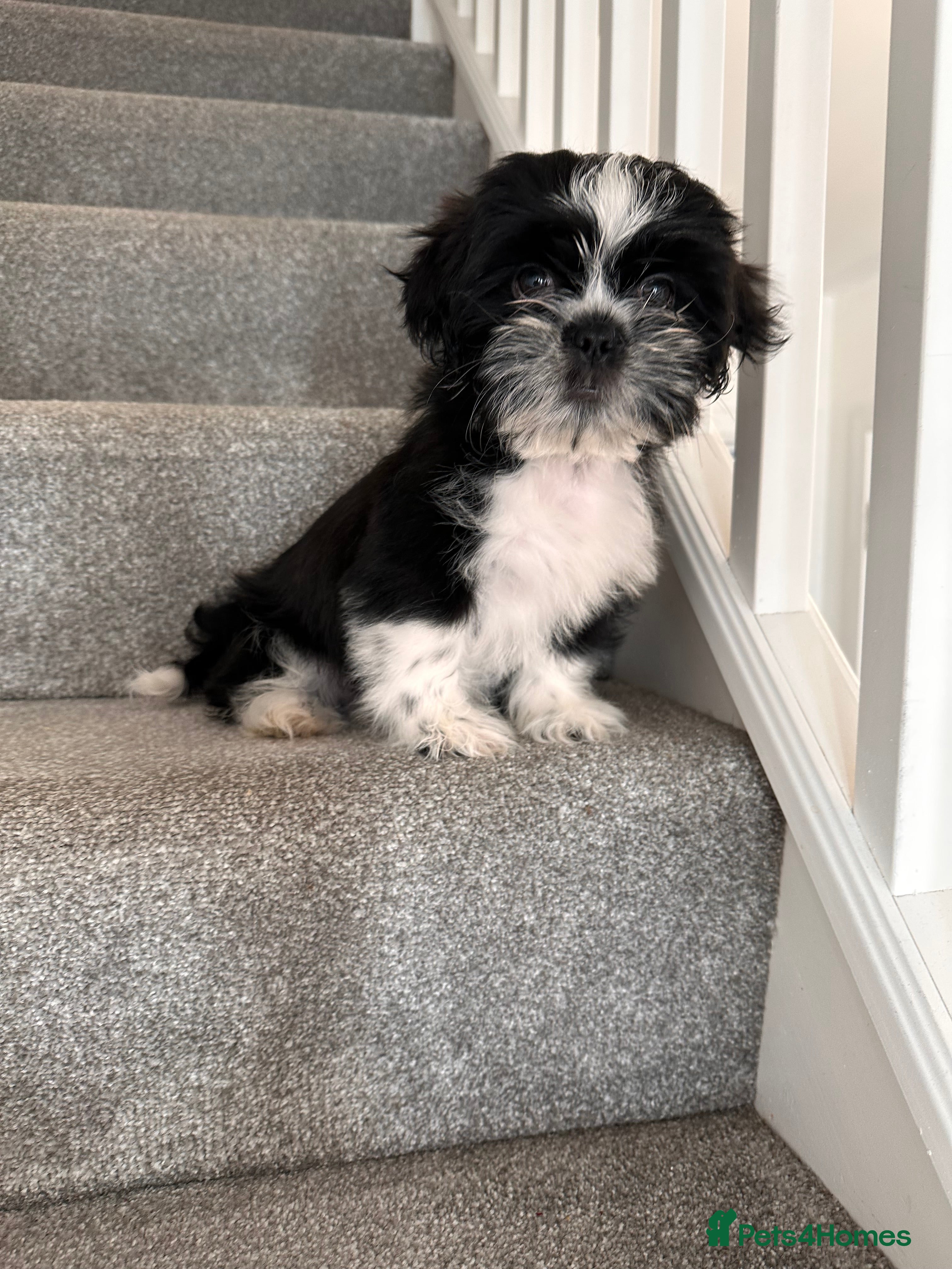 Shih Tzu dogs  Shih Tzu puppy  - Advert 16