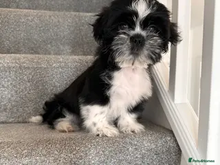 Shih Tzu dogs Shih Tzu puppy - Advert 11