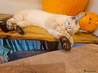 Bengal cats Snow bengal - Advert 2