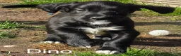 Sprocker dogs for sale: F1 Sprocker Spaniel Puppies  - Advert 8