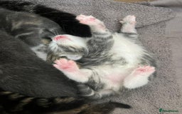 Bengal cats for sale: Bengal cross kittens one grey boy one brown girl - Image 7