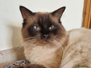 Ragdoll cats Ragdoll for stud in Goole - Advert 1