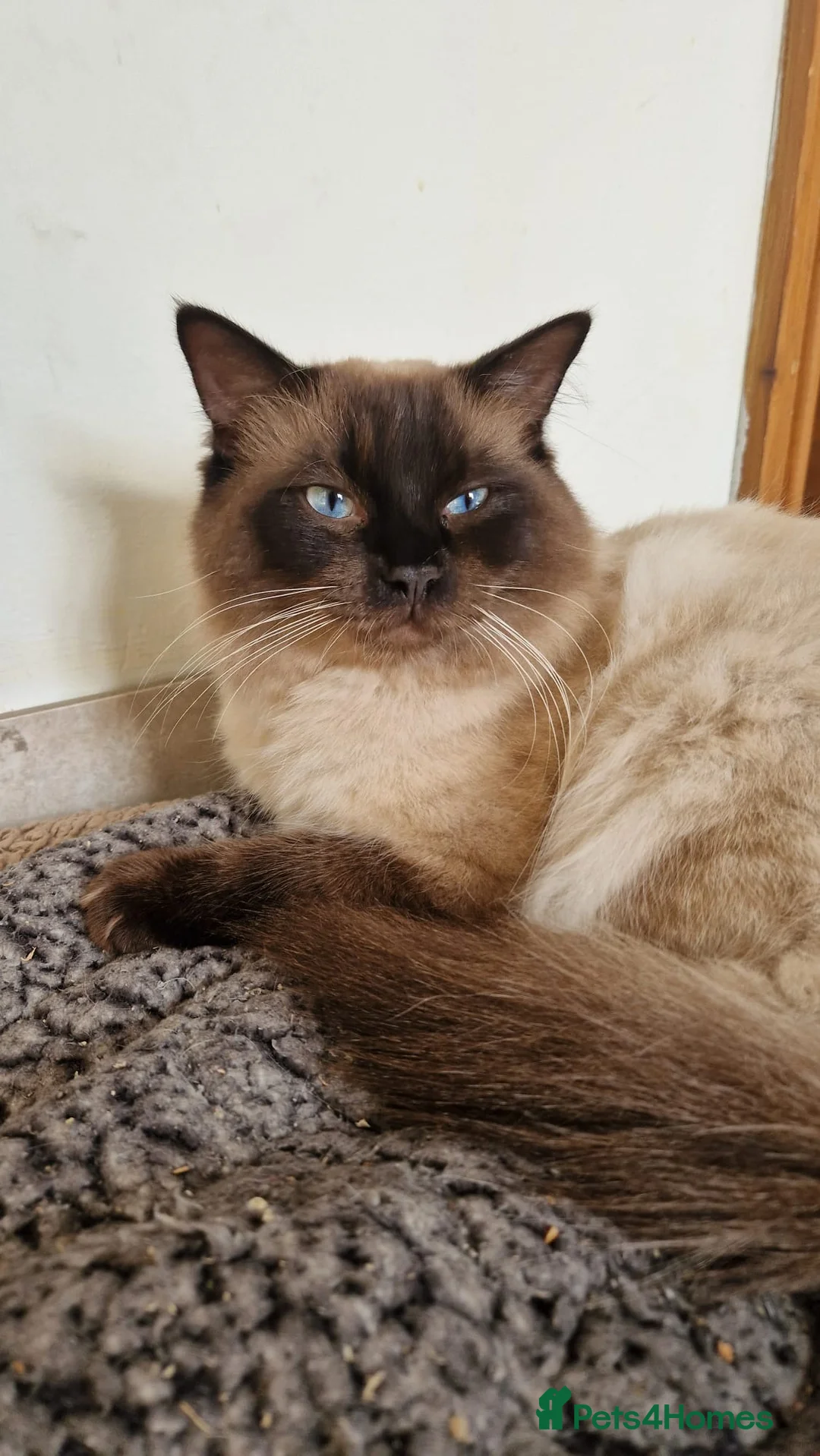 Ragdoll cats for stud: Ragdoll for stud  in Goole - Advert 1