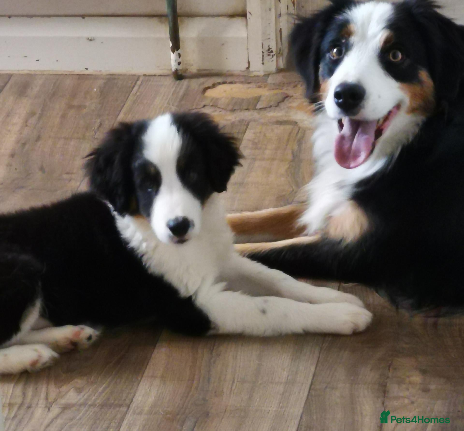 Mixed Breed dogs Beautiful Bordernese  - Advert 2