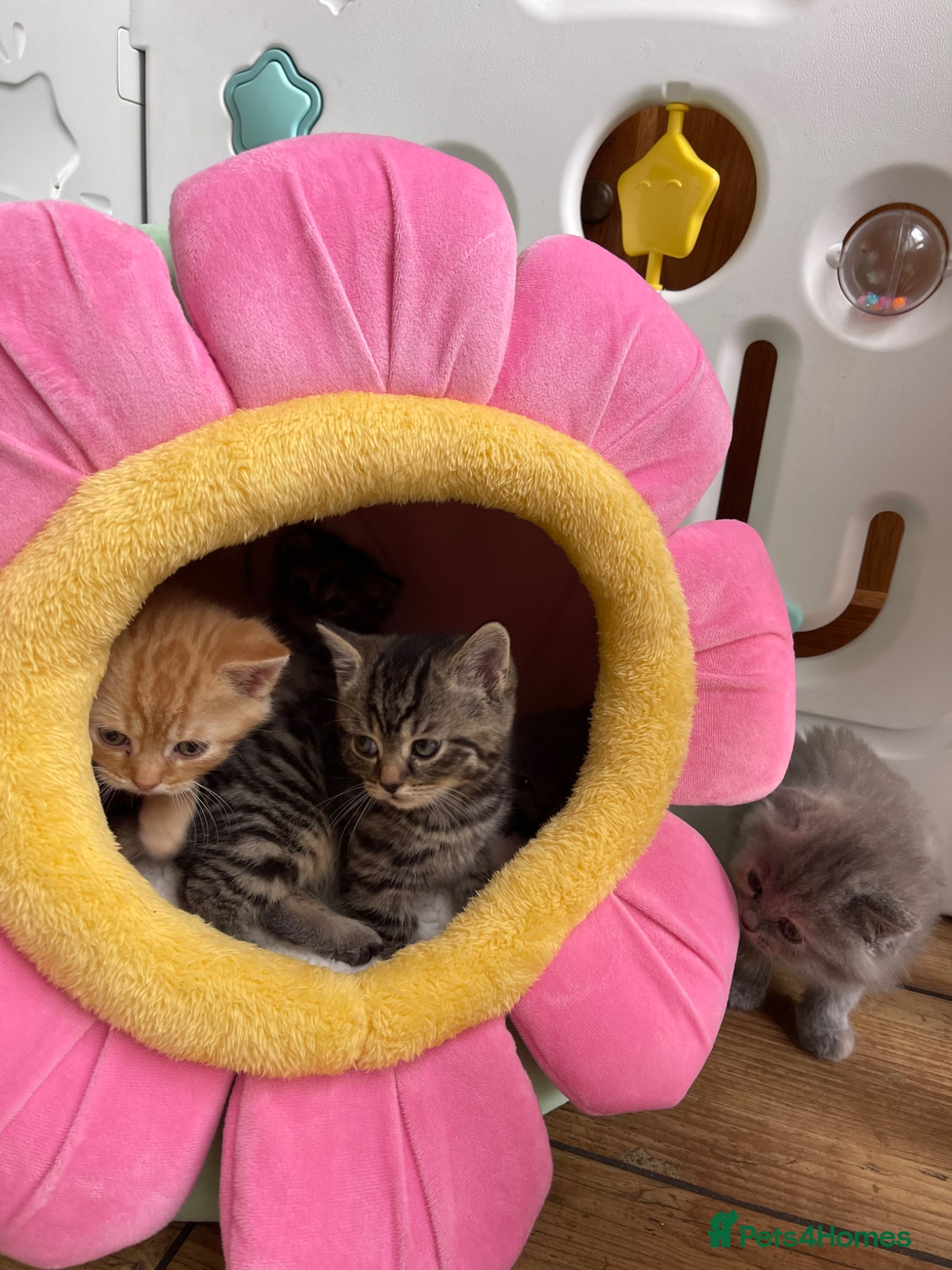 Mixed Breed cats Adorable Persian x Ragdoll x Tabby kittens - Advert 9
