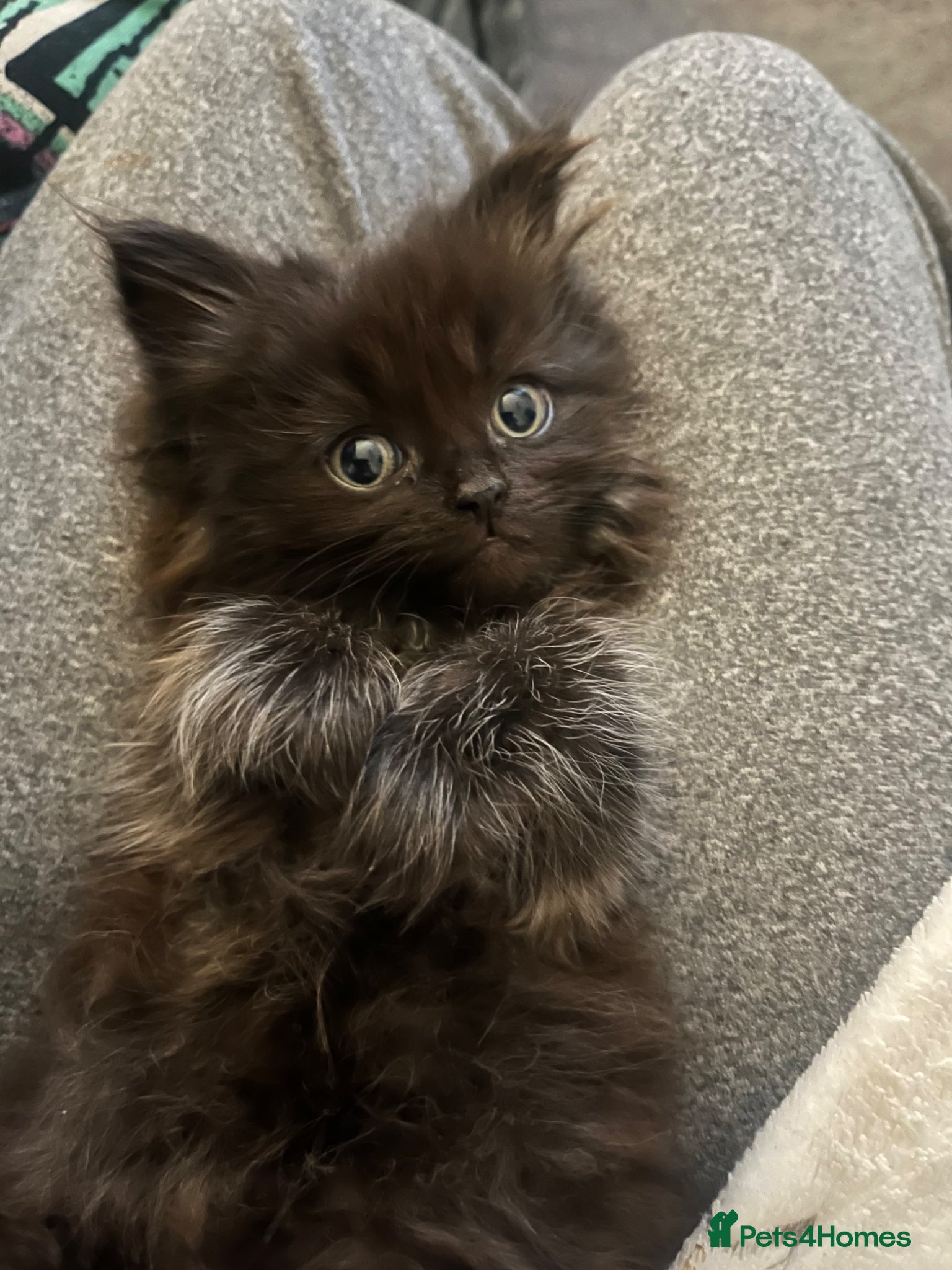 Mixed Breed cats Beautiful half ragdoll kittens  - Advert 9