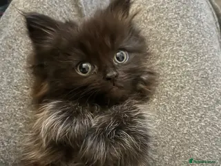 Mixed Breed cats Beautiful half ragdoll kittens - Advert 9