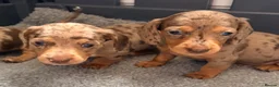 Miniature Dachshund dogs for sale: Outstanding miniature dapple dachshund puppies - Advert 18