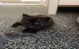 Mixed Breed cats for sale: Mainecoon and british shorthair mix  - Image 20