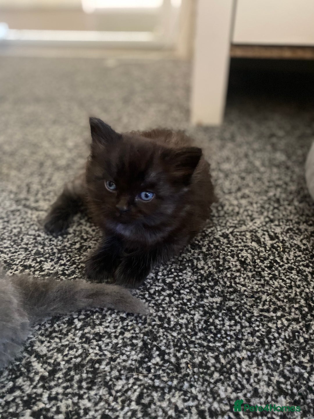 Mixed Breed cats for sale: Mainecoon and british shorthair mix  - Image 20