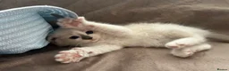 Ragdoll cats for sale: Pure Ragdoll Kittens - Advert 10