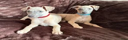 Whippet dogs for sale: Beautiful KC Registered Whippets  - Advert 9