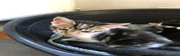 Domestic Shorthair cats for sale: Lovely kittens  - Advert 6