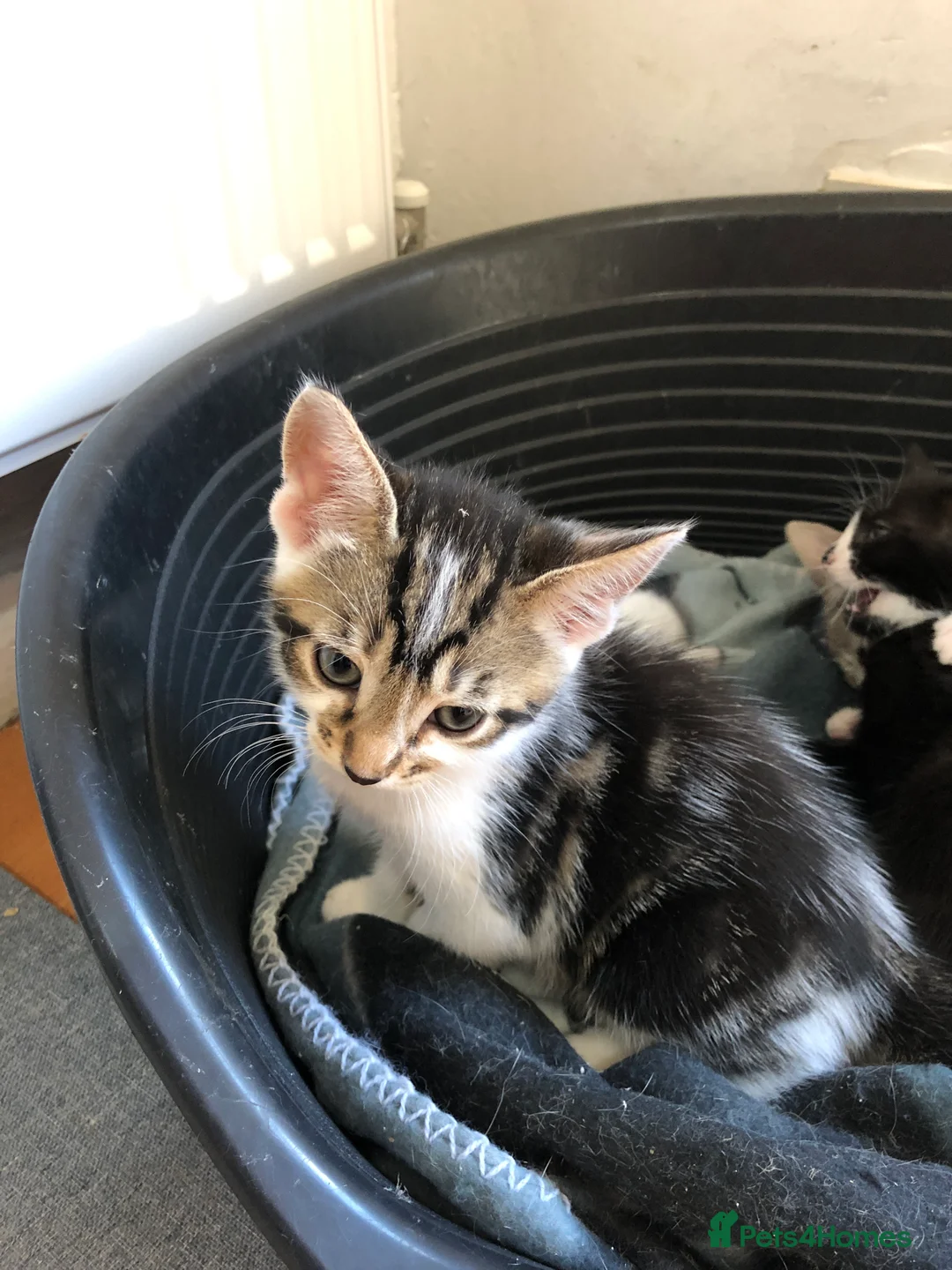 Domestic Shorthair cats for sale: Lovely kittens  - Advert 6