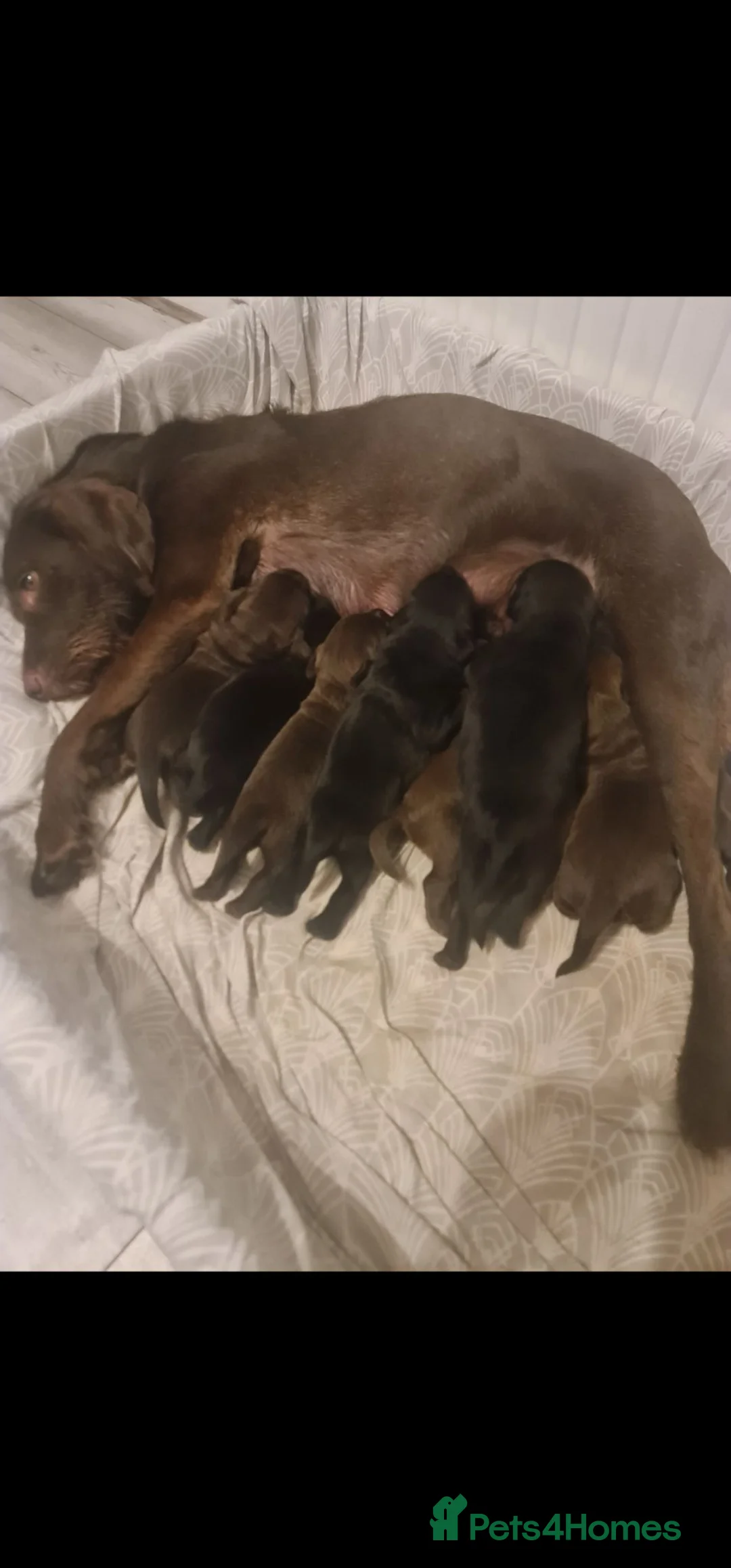 Mixed Breed dogs for sale: Puppys - Advert 10
