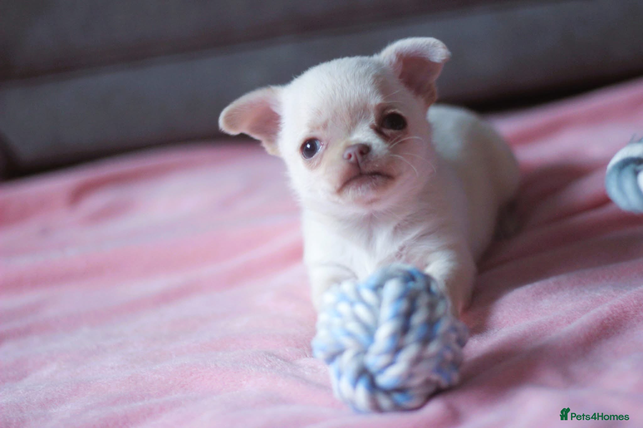 Chihuahua dogs Kc Registered Small cream/white chihuahua girl  - Advert 1