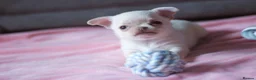 Chihuahua dogs for sale: Kc Registered Small cream/white chihuahua girl  - Advert 1