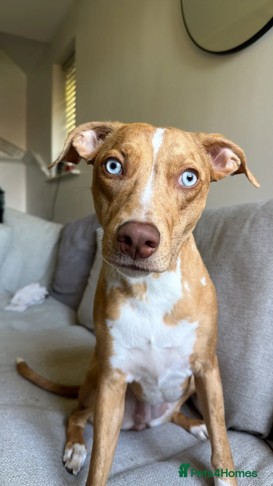Mixed Breed dogs for sale: Poppy  in Barnsley - Advert 5