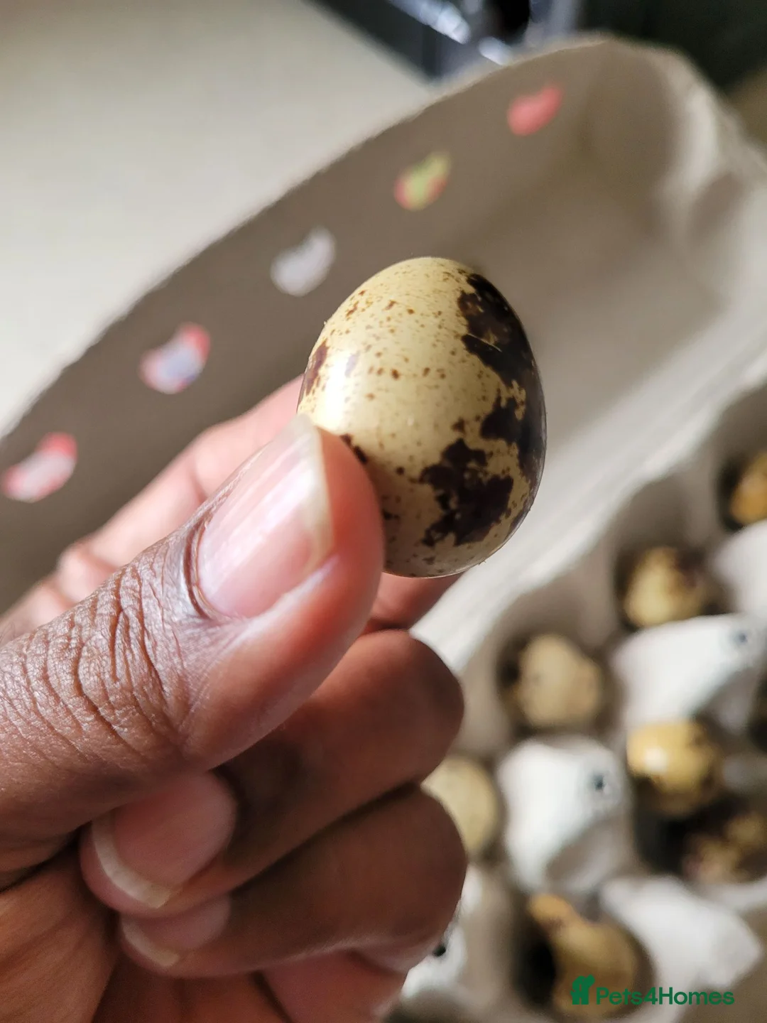 Quail poultry for sale: Fertile Quail Eggs  - Advert 2