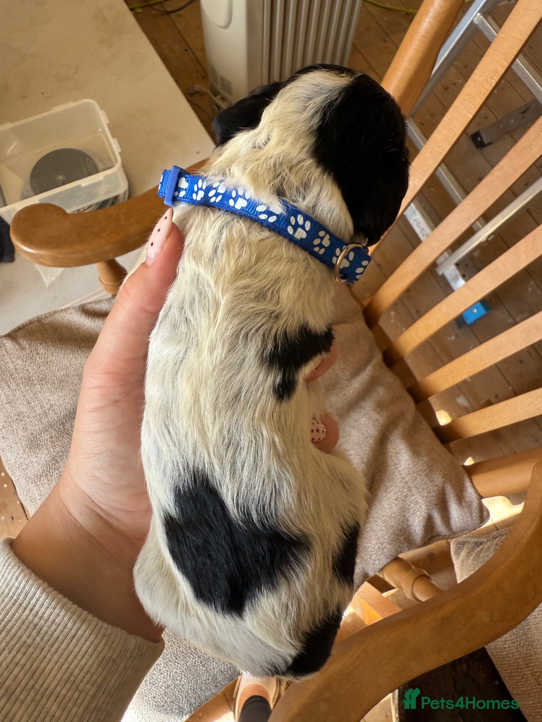Cocker Spaniel dogs for sale: Working Cocker Spaniel Puppies  - Image 26