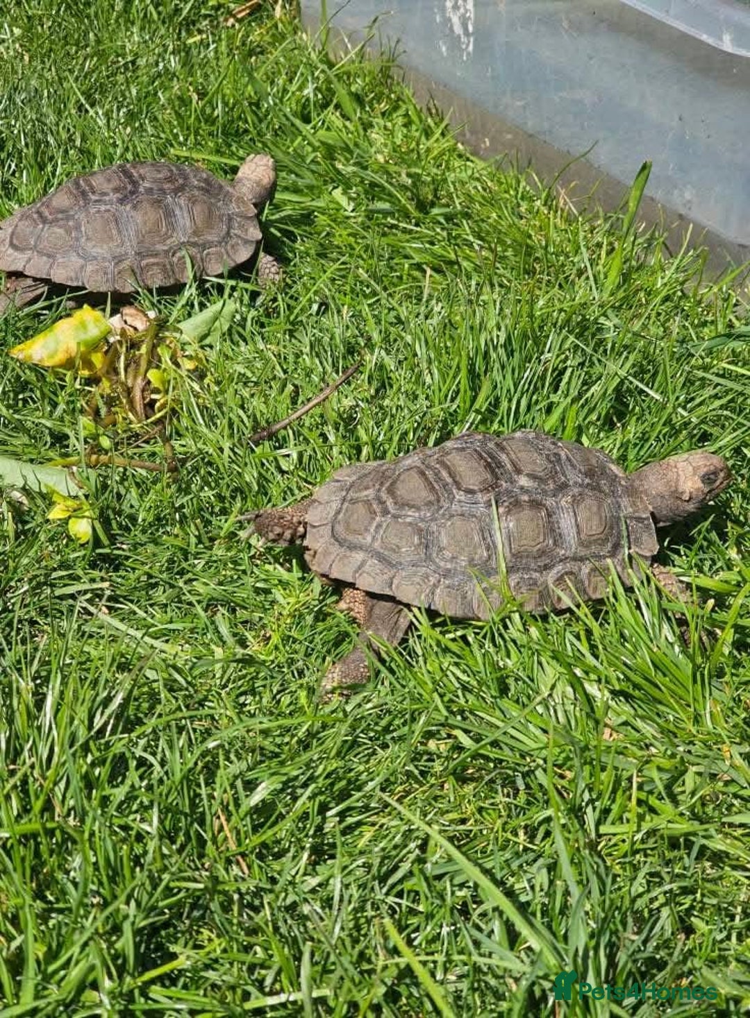 Tortoise reptiles for sale: Burmese mountain tortoises - Advert 1