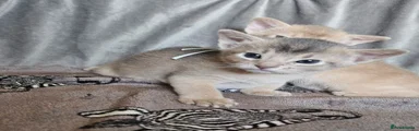 Abyssinian 1