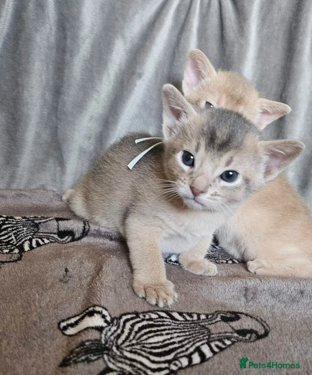 Abyssinian cats for sale: Beautiful Abyssinian Kittens  - Advert 26