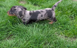 Miniature Dachshund dogs for sale: KC registered miniature dachshund puppies - Image 9