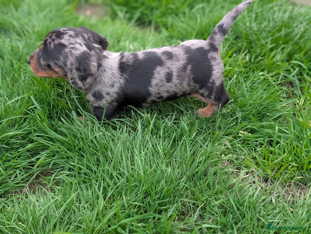 Miniature Dachshund dogs for sale: KC registered miniature dachshund puppies - Image 9
