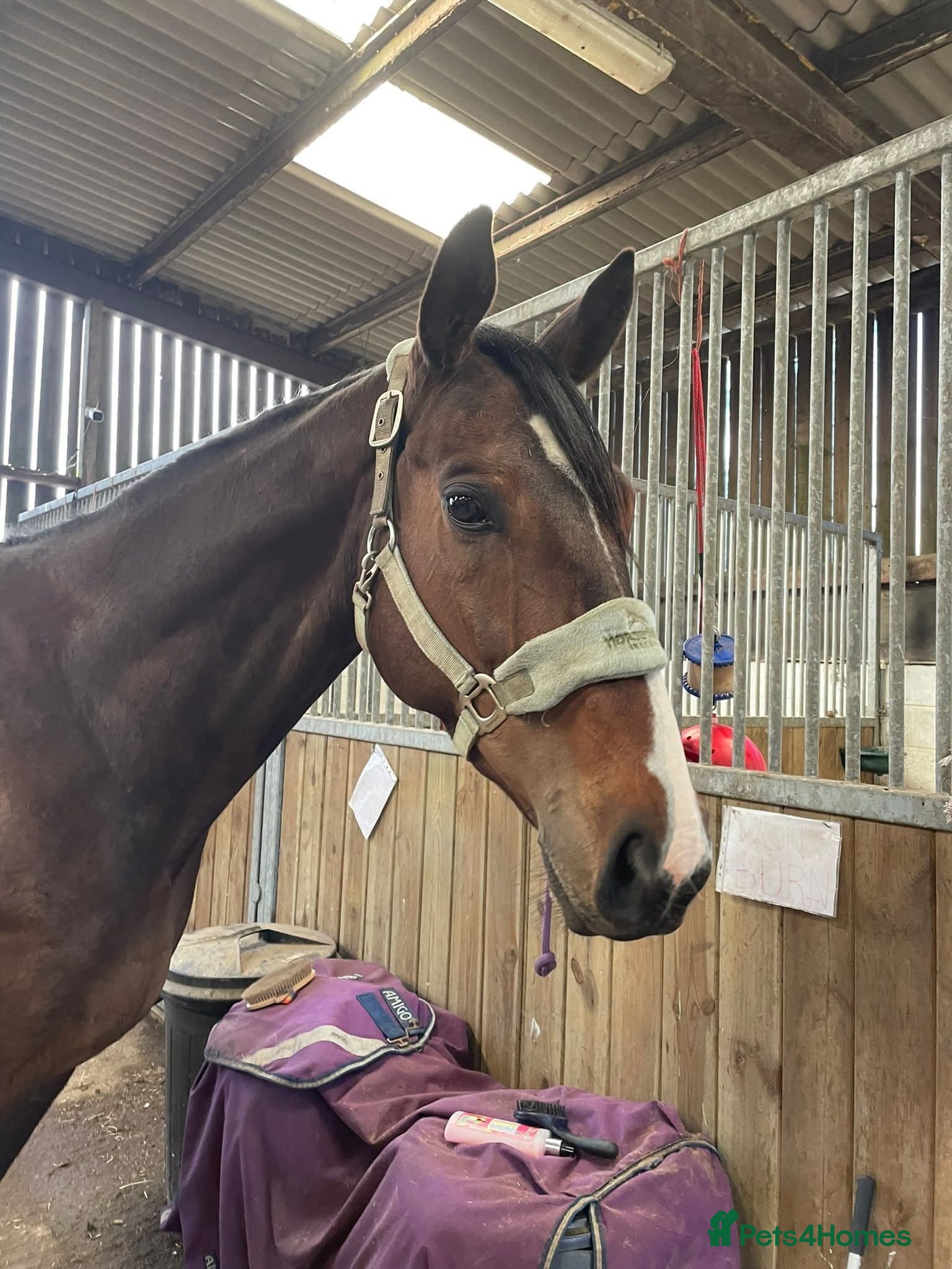 Other Breed horses for sale: 16.2 gelding  - Advert 1