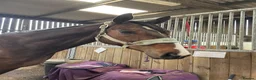 Other Breed horses for sale: 16.2 gelding  in Whitby - Advert 1