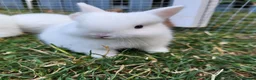 Netherland Dwarf rabbits for sale: 3 little  purebread snowflakes ready for reserve  - Advert 1