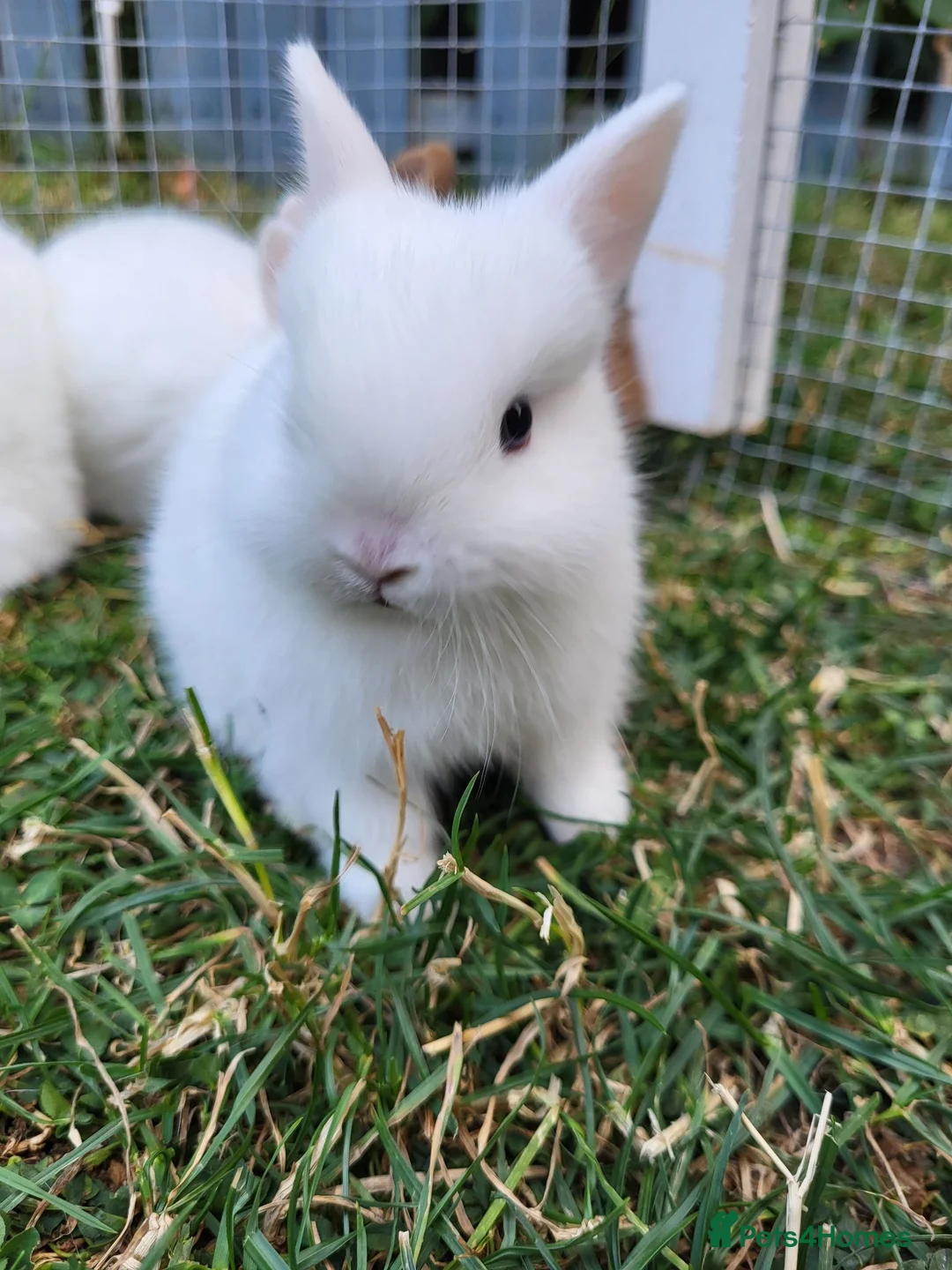 Netherland Dwarf rabbits for sale: 3 little  purebread snowflakes ready for reserve  - Advert 1