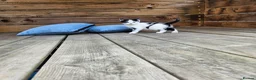 Mixed Breed cats for sale: 4 European Kittens  - Advert 8