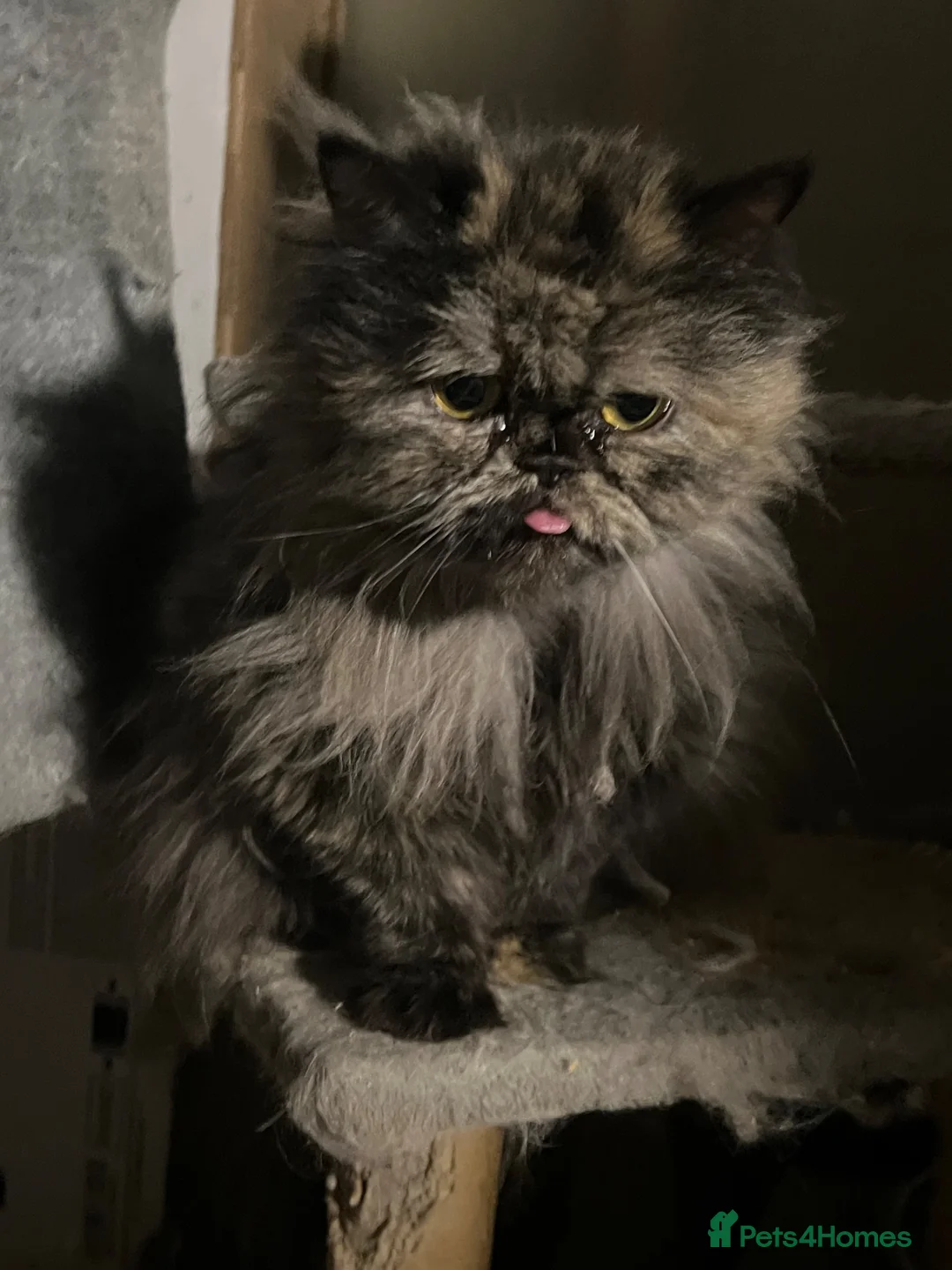 Persian cats for sale: Two pretty Persian kittens looking for a home - Advert 2