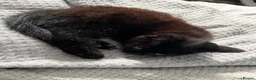 Mixed Breed cats for sale: Adorable black kittens  - Advert 7