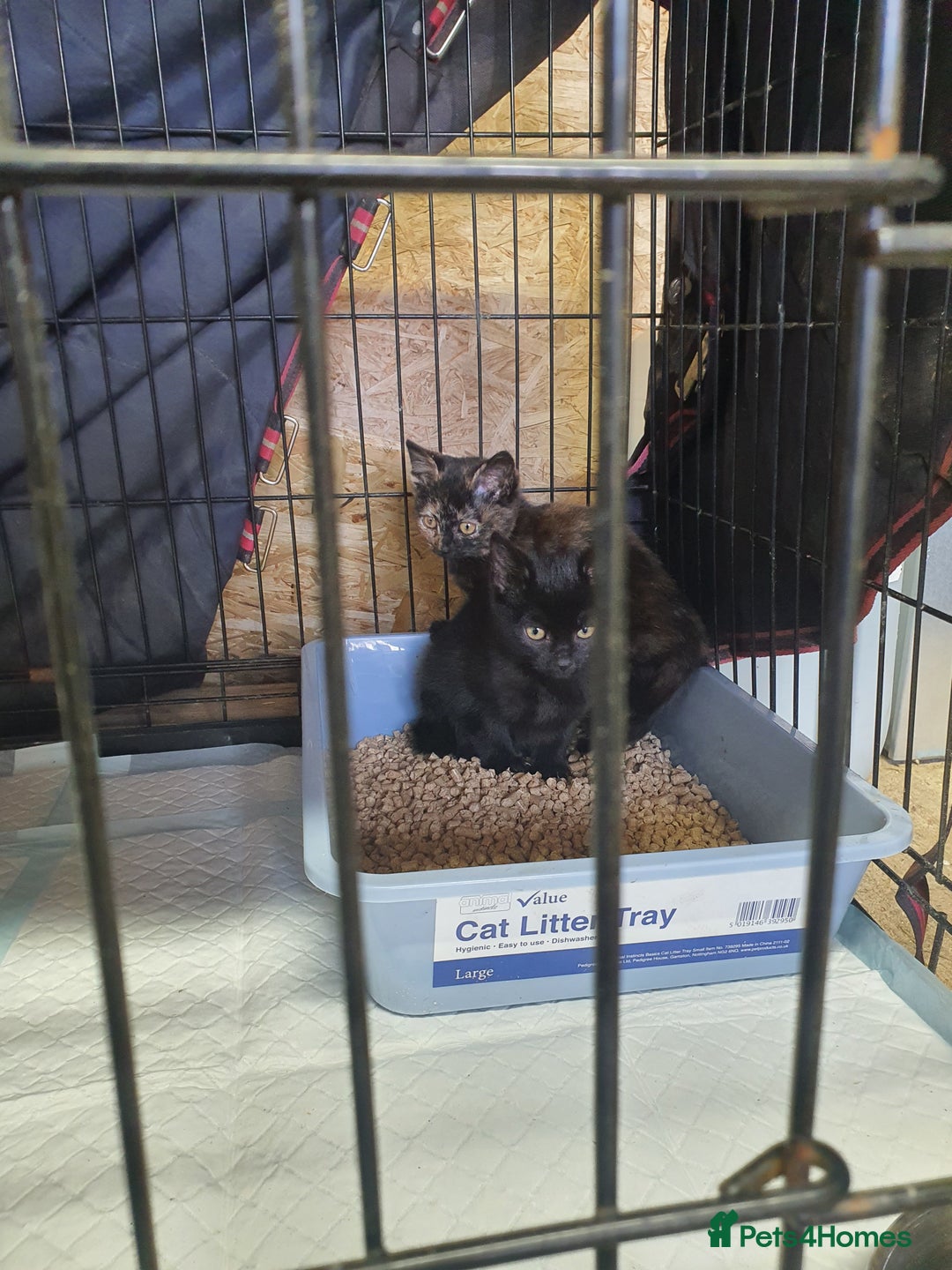 Mixed Breed cats for sale: 2 female kittens - Advert 2