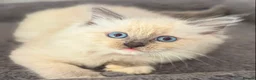 Ragdoll cats for sale: 🐾 Ragdoll Kittens 🐾 - Advert 4