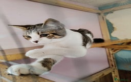 British Shorthair cats for sale: Adorable Kitten ( BOY ) - Image 10