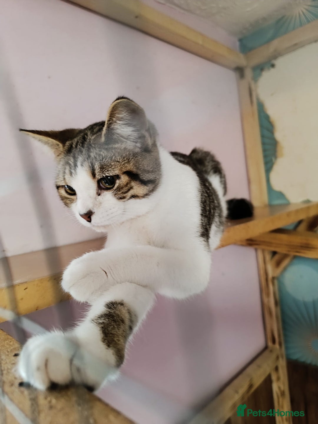 British Shorthair cats for sale: Adorable Kitten ( BOY ) - Image 10
