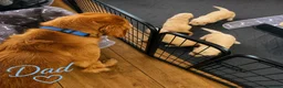 Golden Retriever dogs for sale: KC Registered Puppies From Our Much Loved Goldens! - Advert 13