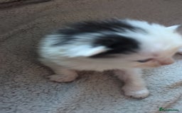 Mixed Breed cats for sale: Fluffy kitten - Image 9