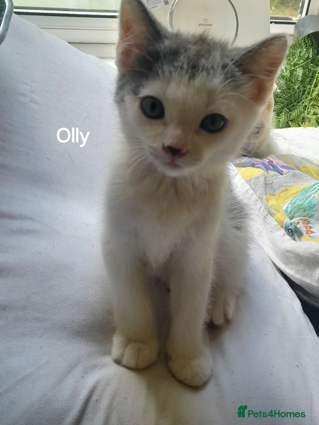 Siamese cats for sale: Siamese cross British Short Hair fluffy kittens - Advert 2