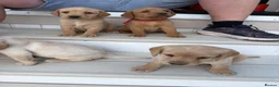 Labrador Retriever dogs for sale: 8 Labrador puppy’s for sale  - Advert 35