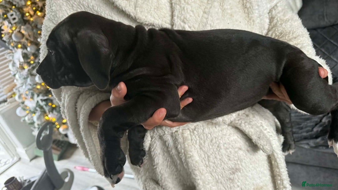 Mixed Breed dogs for sale: Beautiful pups cane/corso staff - Advert 5