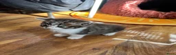 Mixed Breed cats for sale: Kitten looking for a house - Advert 11