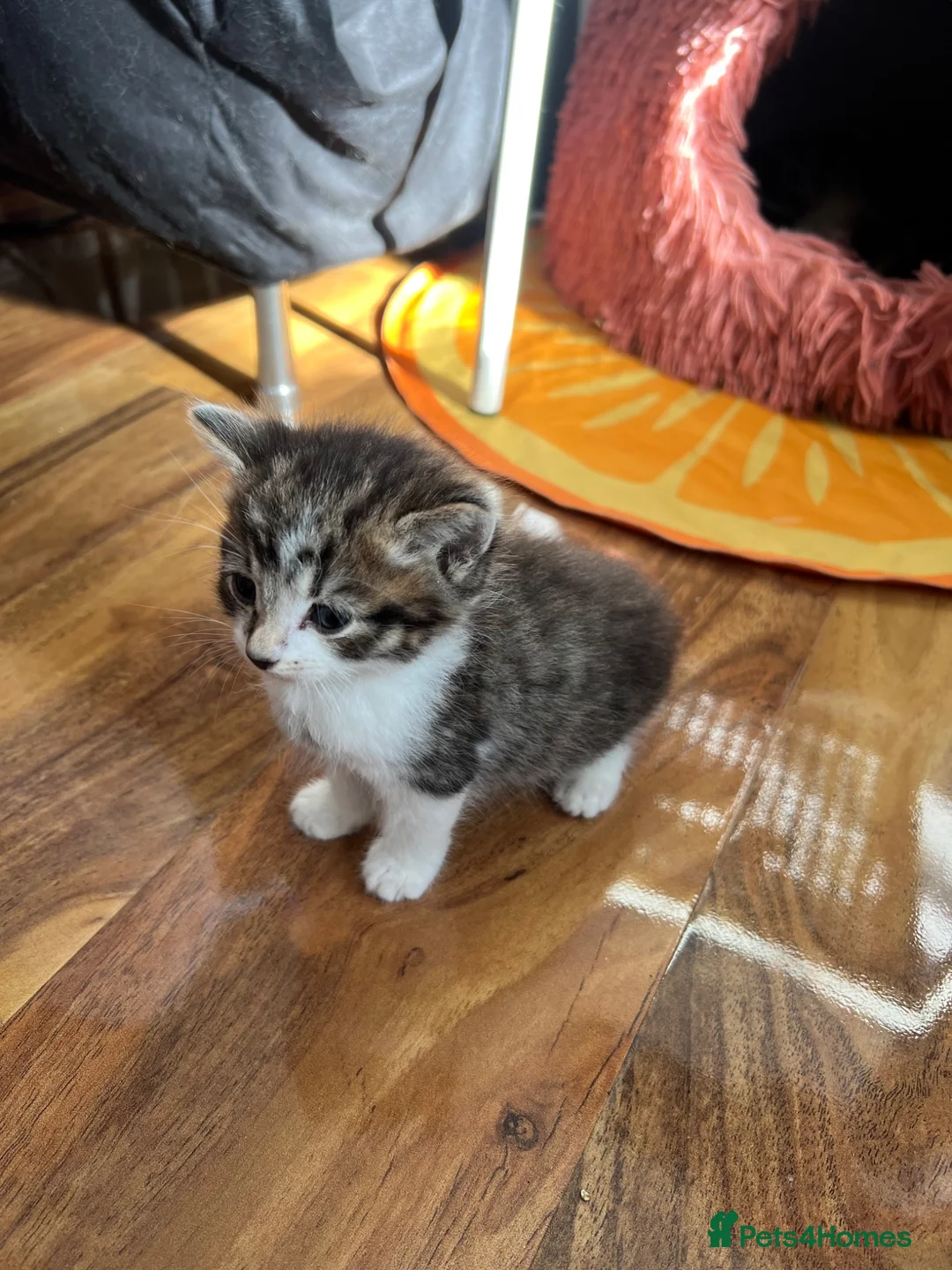 Mixed Breed cats for sale: Kitten looking for a house - Advert 11