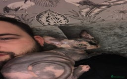 Sphynx cats for sale: ** Glittery Blue/Cream Torti Sphynx Girl ** - Image 8