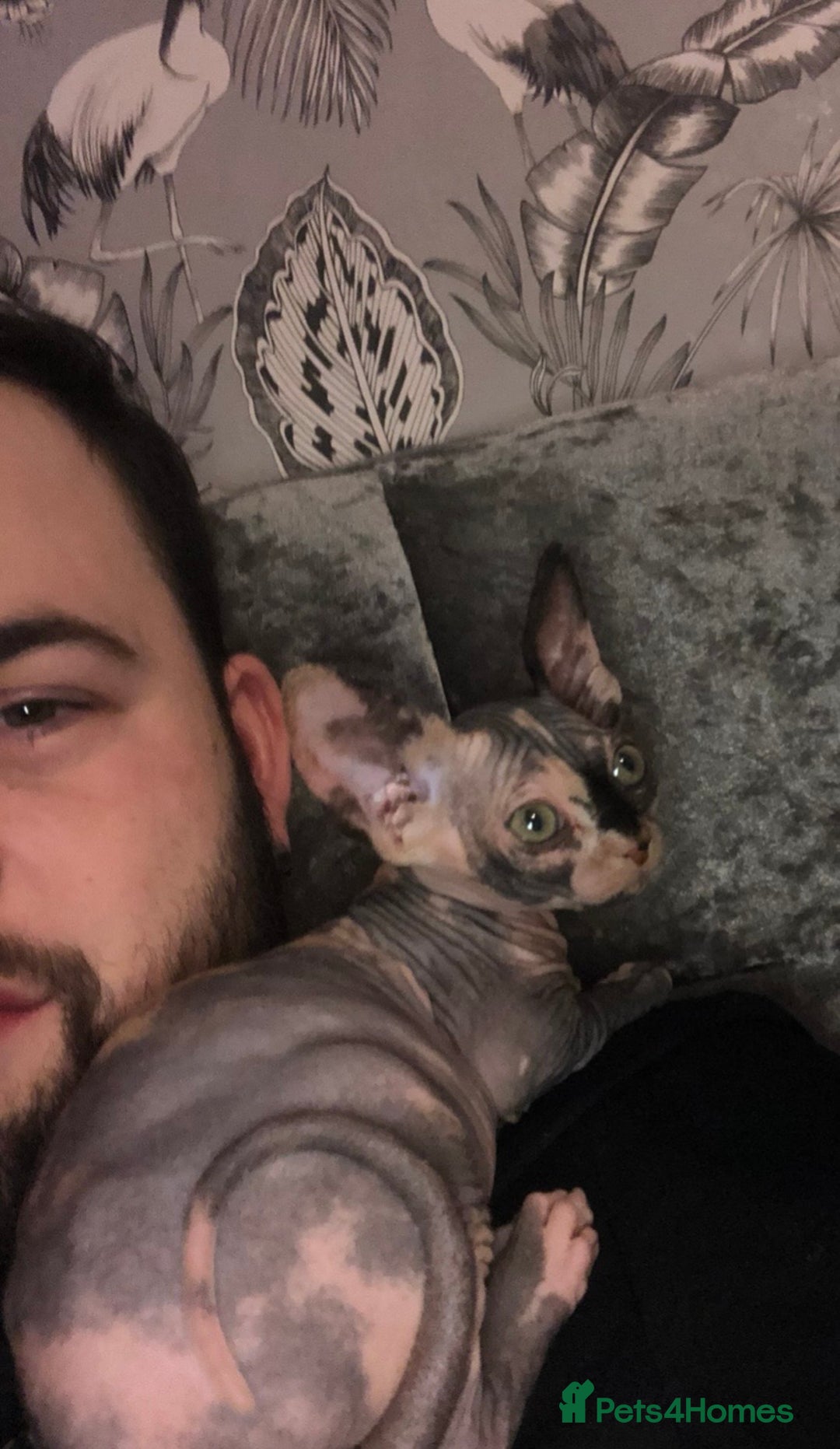 Sphynx cats for sale: ** Glittery Blue/Cream Torti Sphynx Girl ** - Image 8